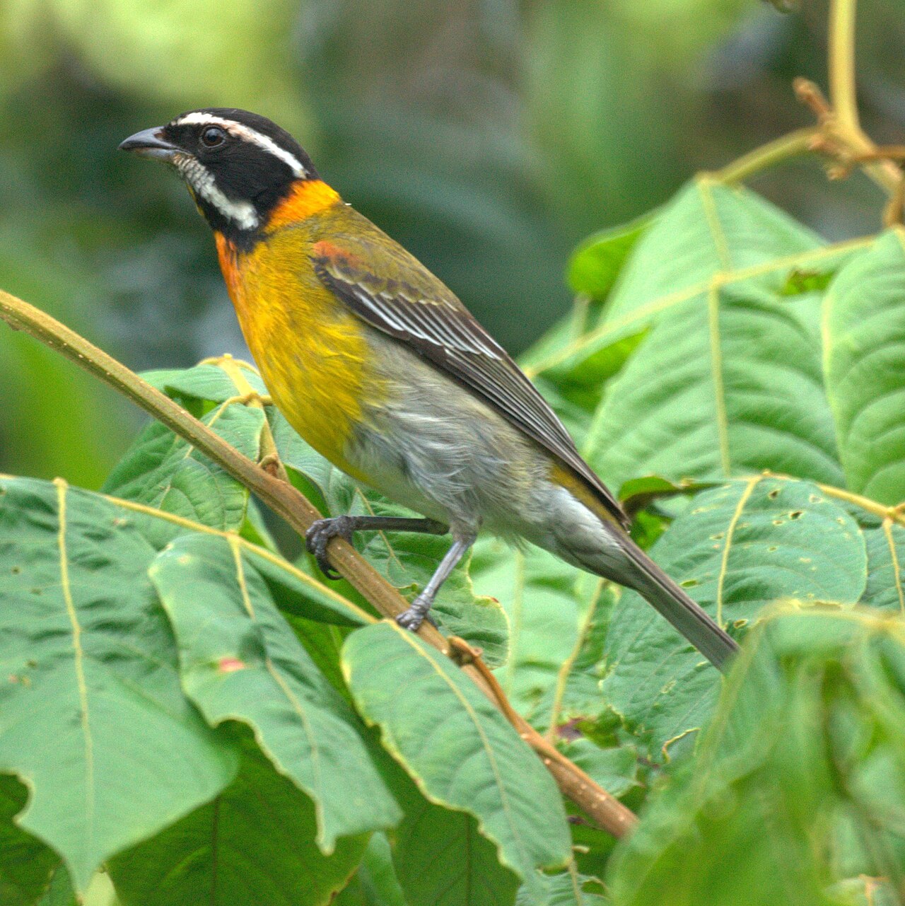 Puerto Rican spindalis or native songbird perched on a coffee branch in a shaded plantation (Wikimedia: Puerto Rican Stripe-headed Tanager (male) (5403225223).jpg, CC BY-SA 2.0)