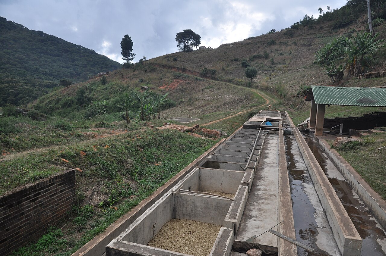 Coffee cherries being processed through a depulper machine at a Puerto Rican farm
