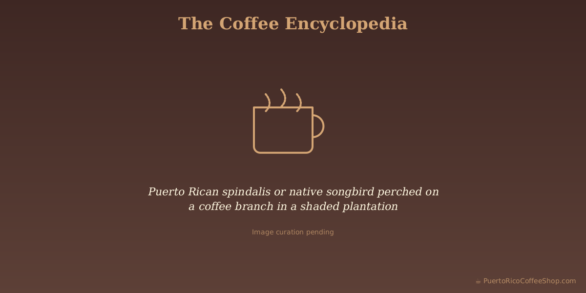 Puerto Rican spindalis or native songbird perched on a coffee branch in a shaded plantation