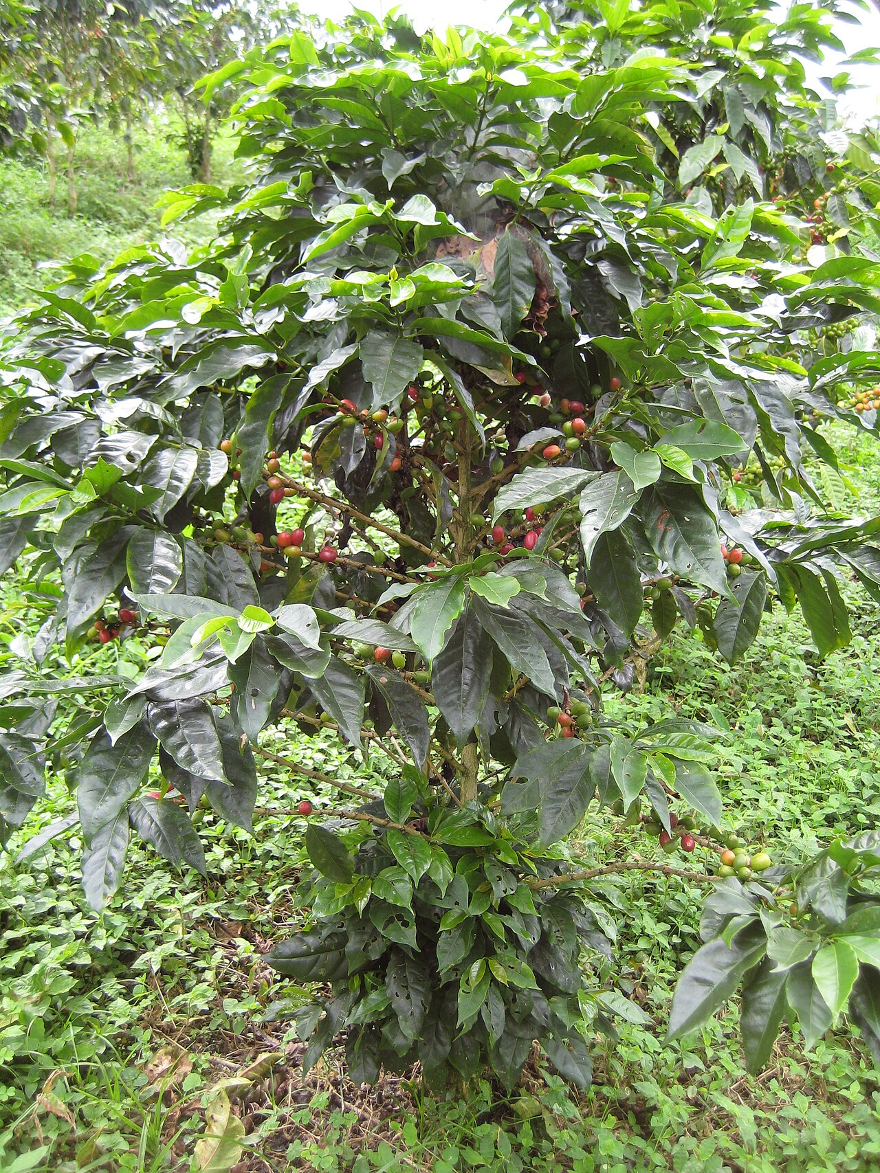 Close-up of coffee cherries growing on a branch at Hacienda Buena Vista, with historic mill in background