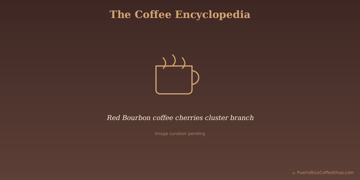 Red Bourbon coffee cherries cluster branch