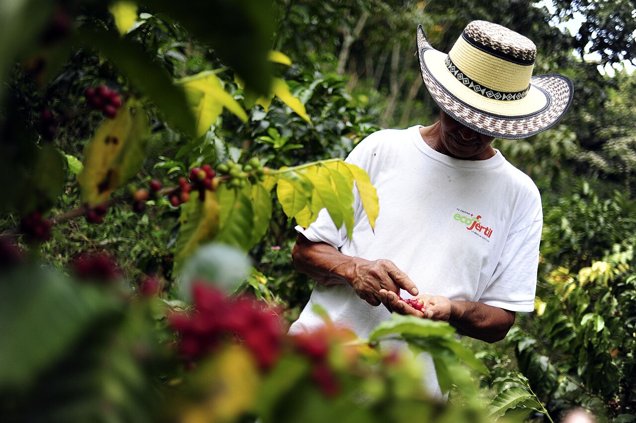Coffee farmer inspecting ripe red coffee cherries on the branch, Yauco Puerto Rico