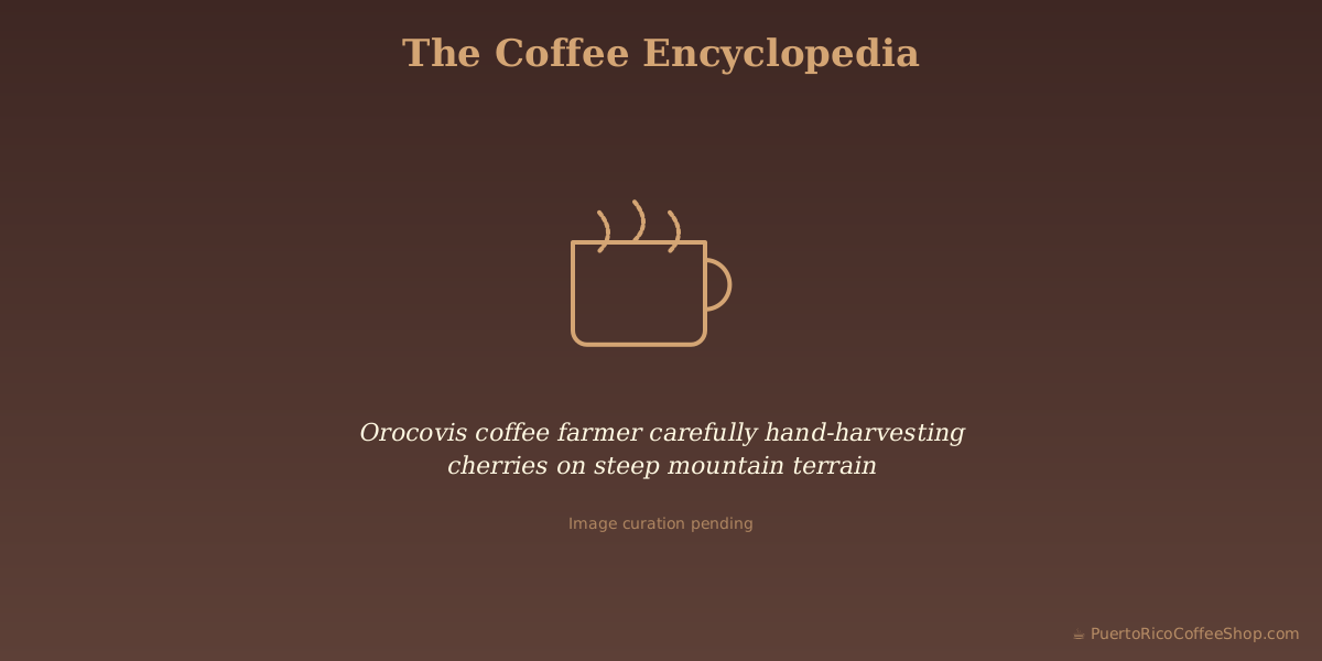 Orocovis coffee farmer carefully hand-harvesting cherries on steep mountain terrain