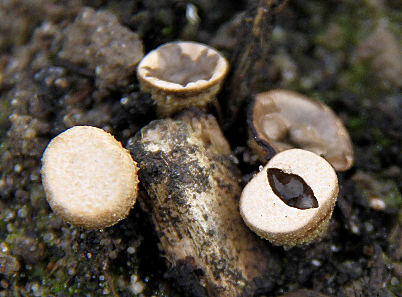 Traditional clay olla on a stove with coffee brewing, steam rising, cinnamon stick visible, rustic Puerto Rican kitchen setting