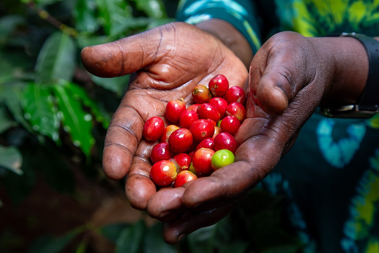 Indonesian coffee farmer hand-picking ripe red cherries highlands