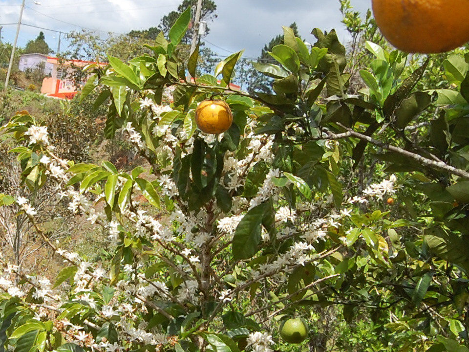 Coffee farm Puerto Rico mountainous landscape rural agriculture