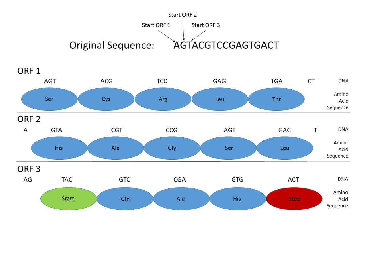 dna gene cyp1a2 caffeine metabolism genetic variants