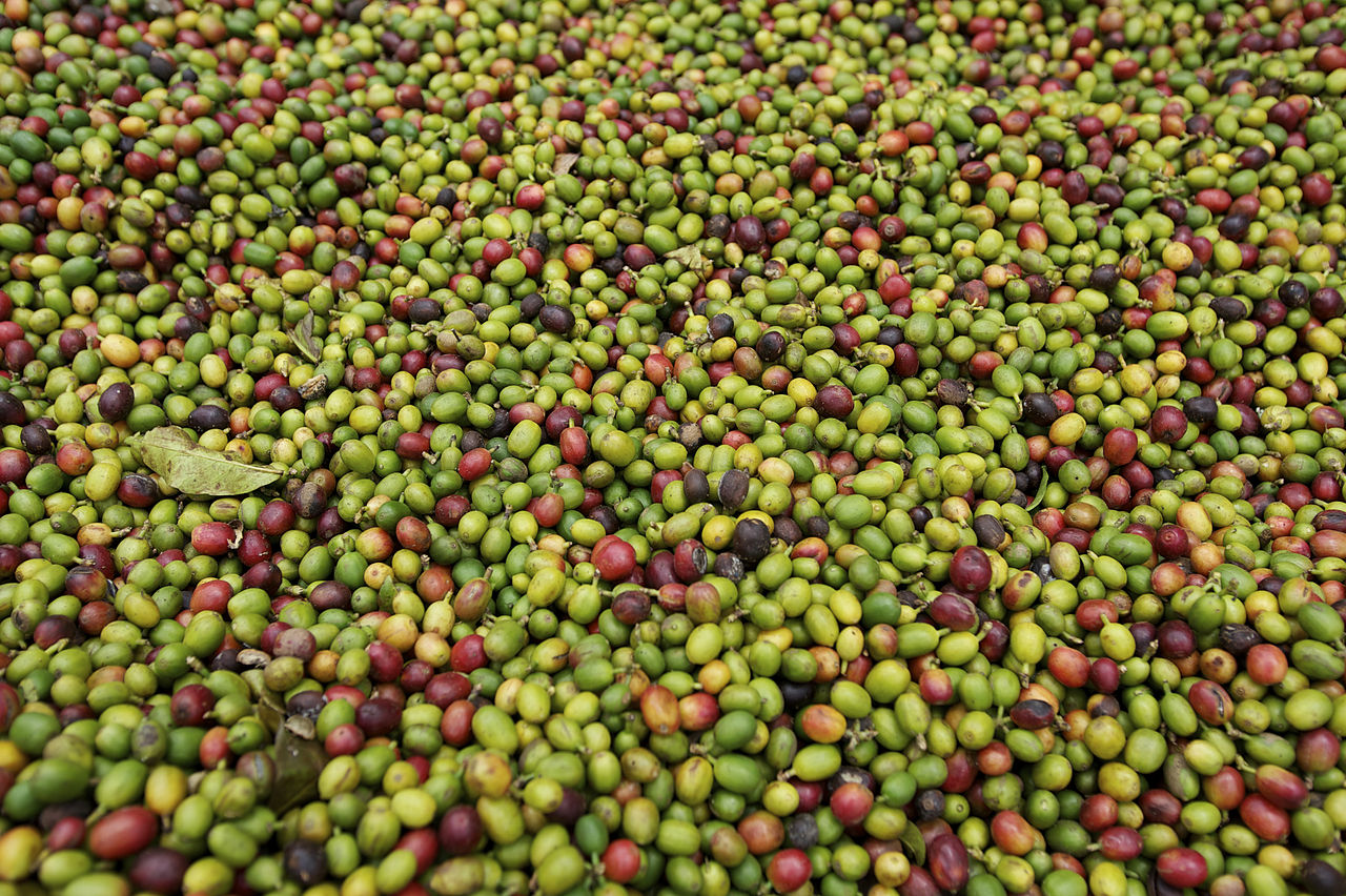 Modern Puerto Rican coffee farmer with both Taino ancestral heritage and contemporary coffee farming practices