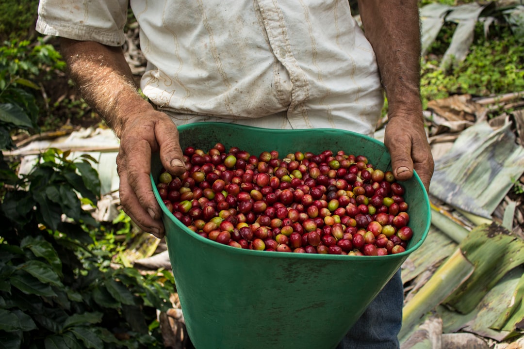 Young Puerto Rican coffee farmer holding a tray of freshly picked coffee cherries, Yauco
