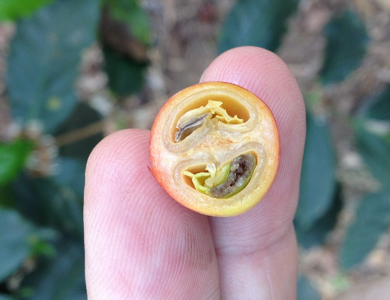 Coffee cherry cross section seed structure