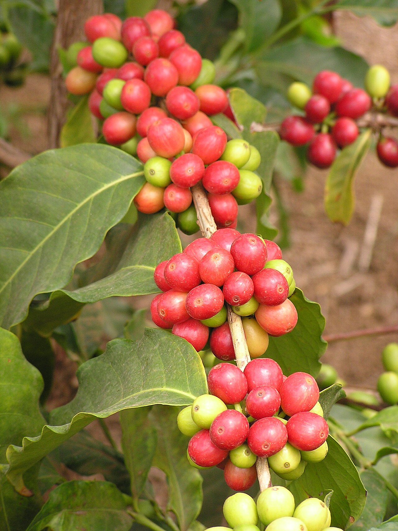 Typica coffee variety plant leaves botanical illustration historical