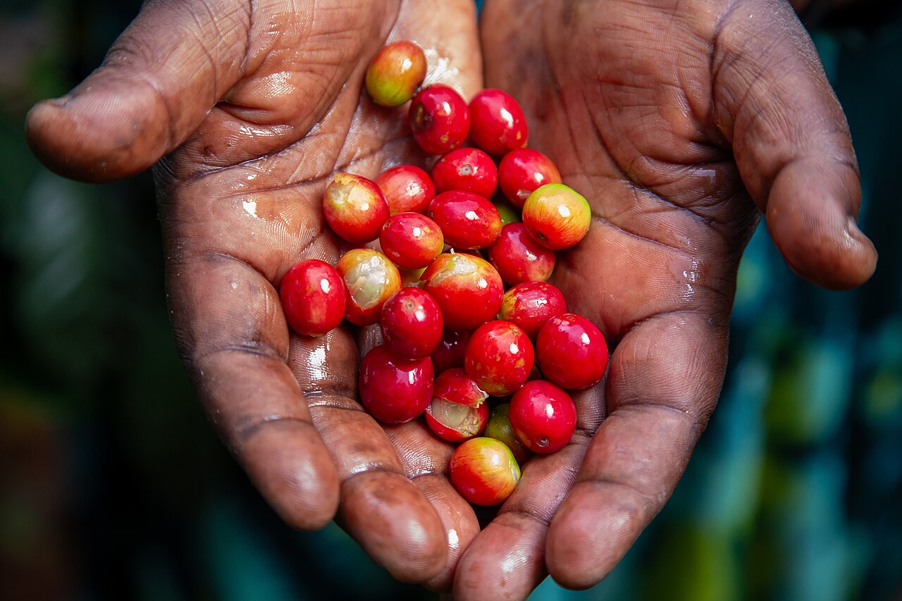 close-up of a coffee farmer's hands holding a small handful of green Arabica coffee beans, premium quality, against a backdrop of coffee plants