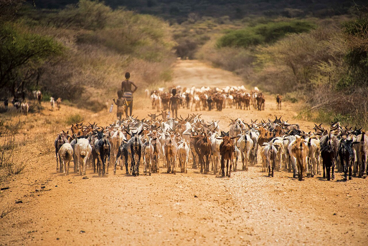 Illustrated depiction of a young goat herder in Ethiopian highlands with his flock