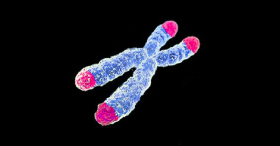 telomeres chromosomes biological aging research molecular