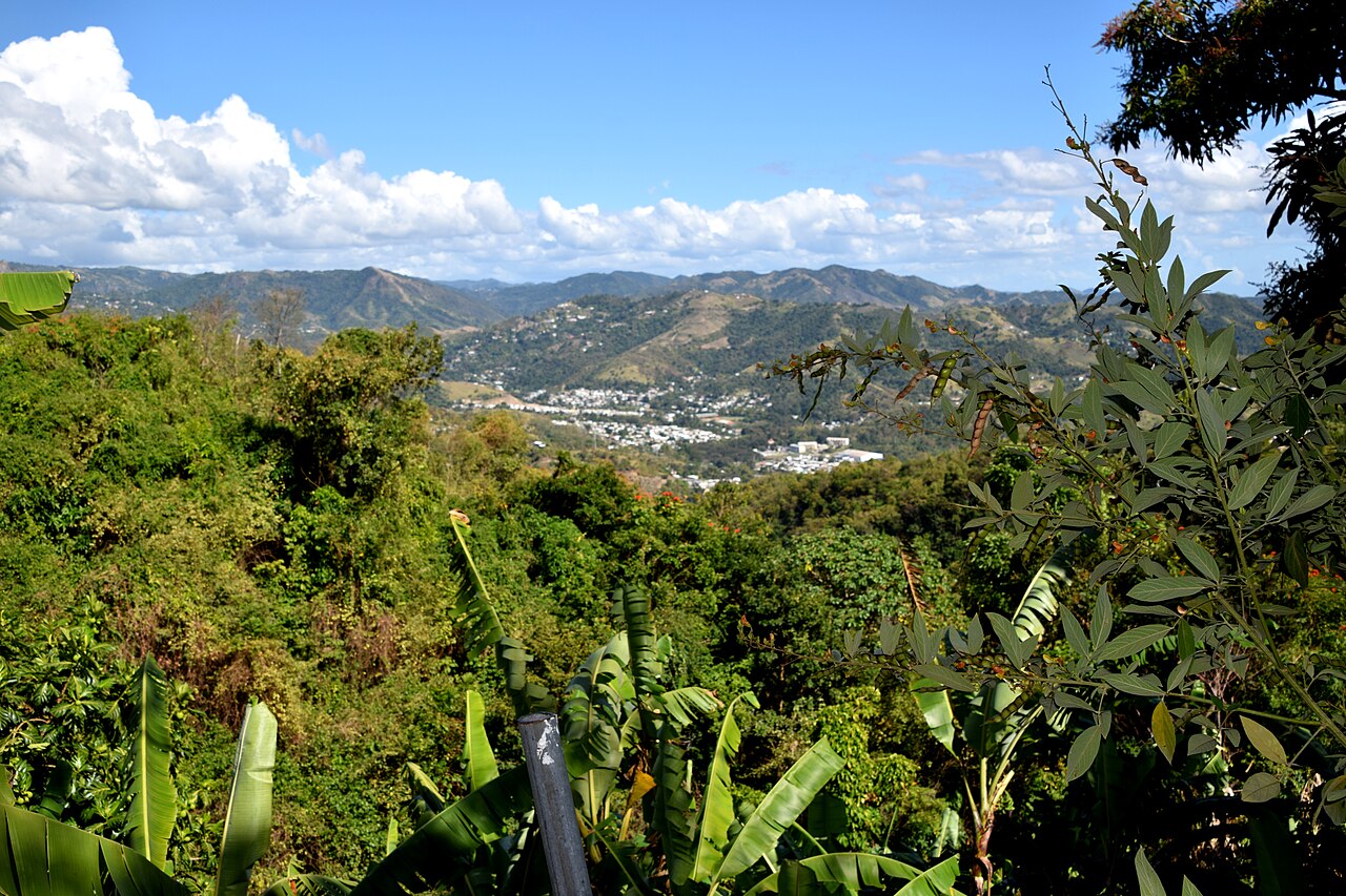 Puerto Rico central mountain coffee farm small scale