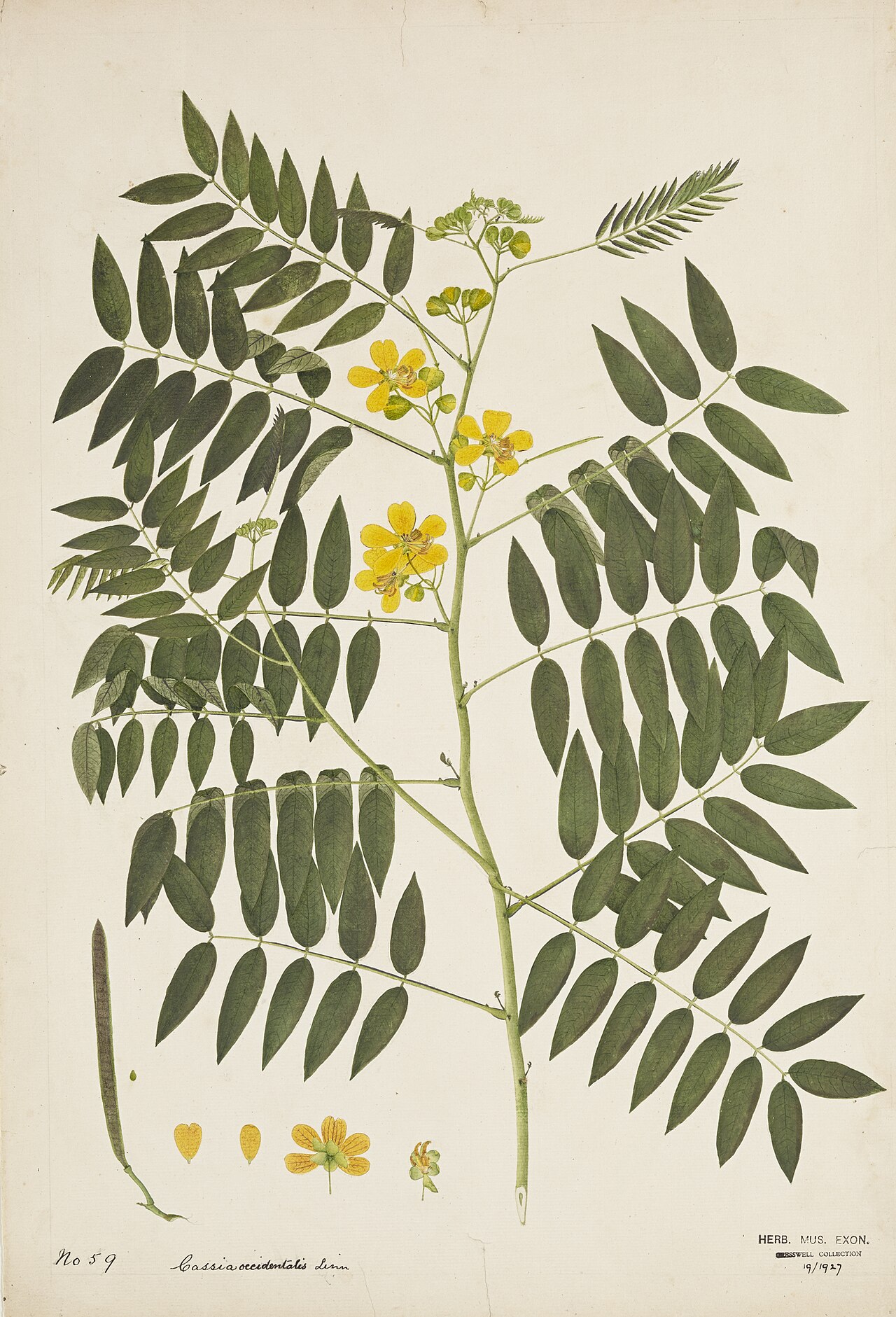 Puerto Rico coffee research scientists studying climate resilient varieties at USDA TARS Mayaguez