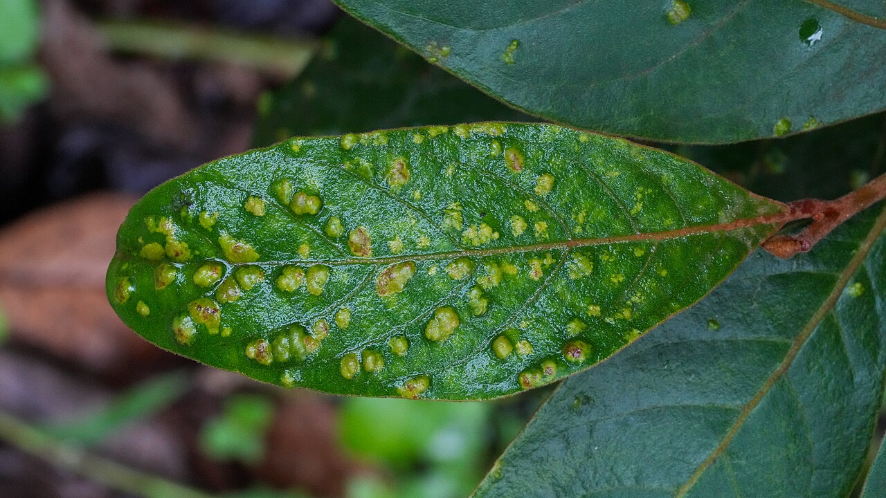 Coffee plant disease leaf rust damage