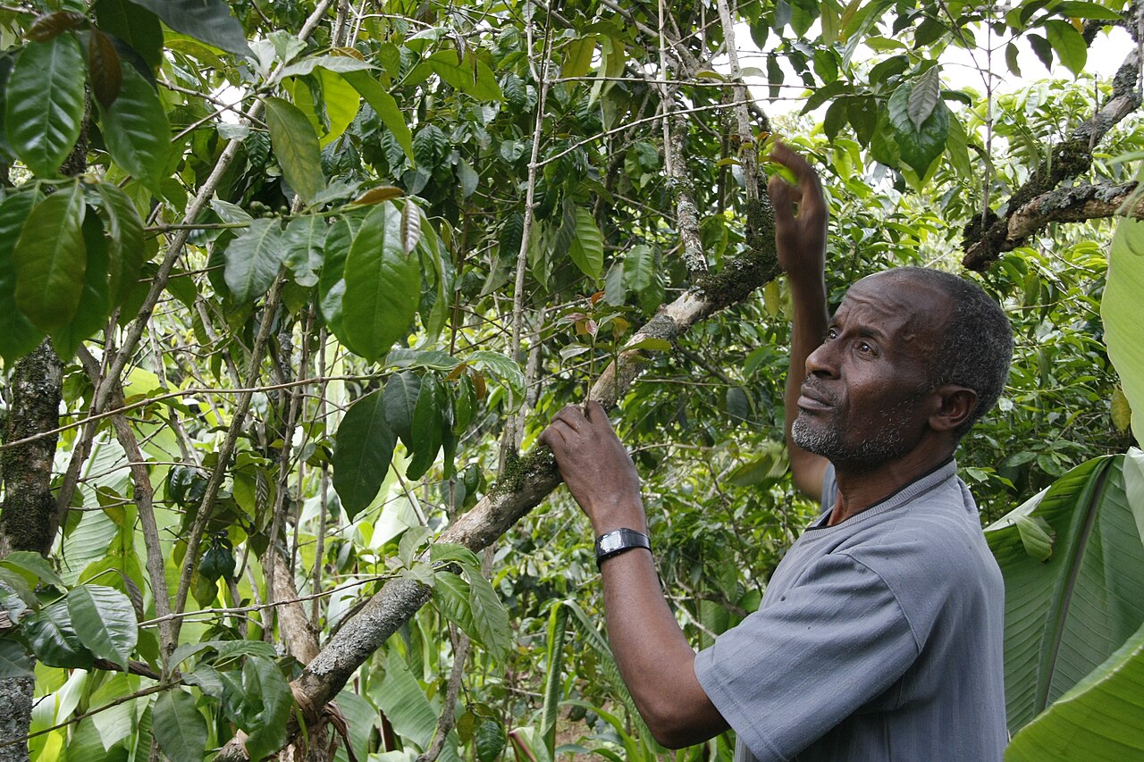 Ethiopian coffee farmer picking red cherries in lush highland forest — 1200x600 hero
