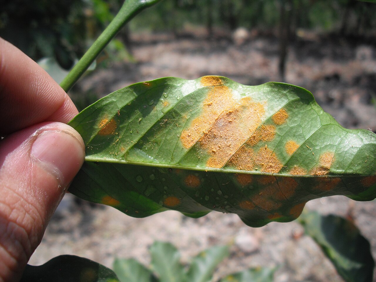 Coffee Leaf Rust in Puerto Rico