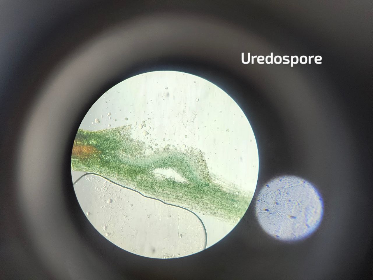 Climate projection map showing expansion of favorable conditions for coffee leaf rust (Wikimedia: Uredospores of rust fungus on leaf tissue – 400x.jpg, CC0)