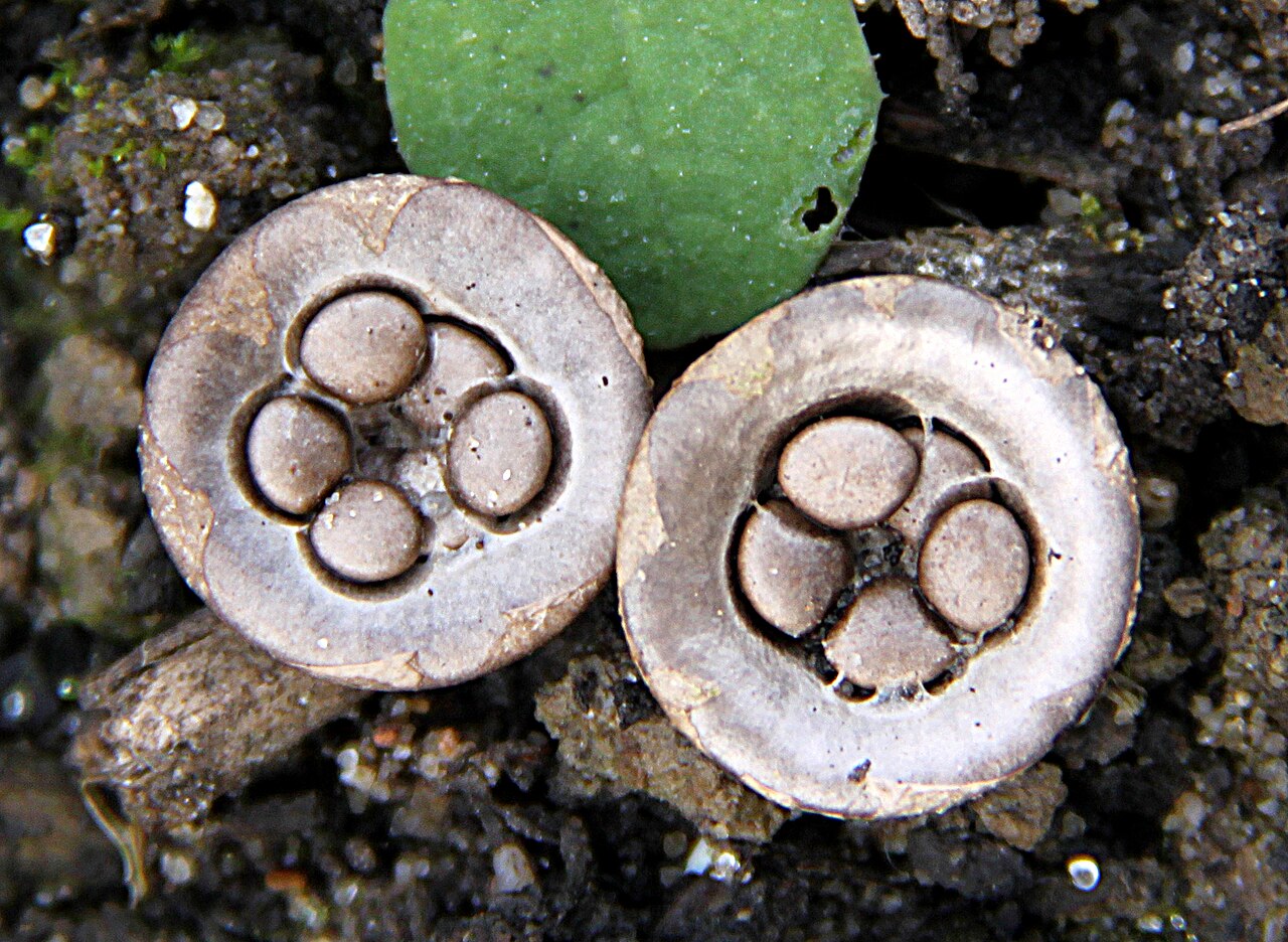 Traditional clay olla on a stove with coffee brewing, steam rising, cinnamon stick visible, rustic Puerto Rican kitchen setting