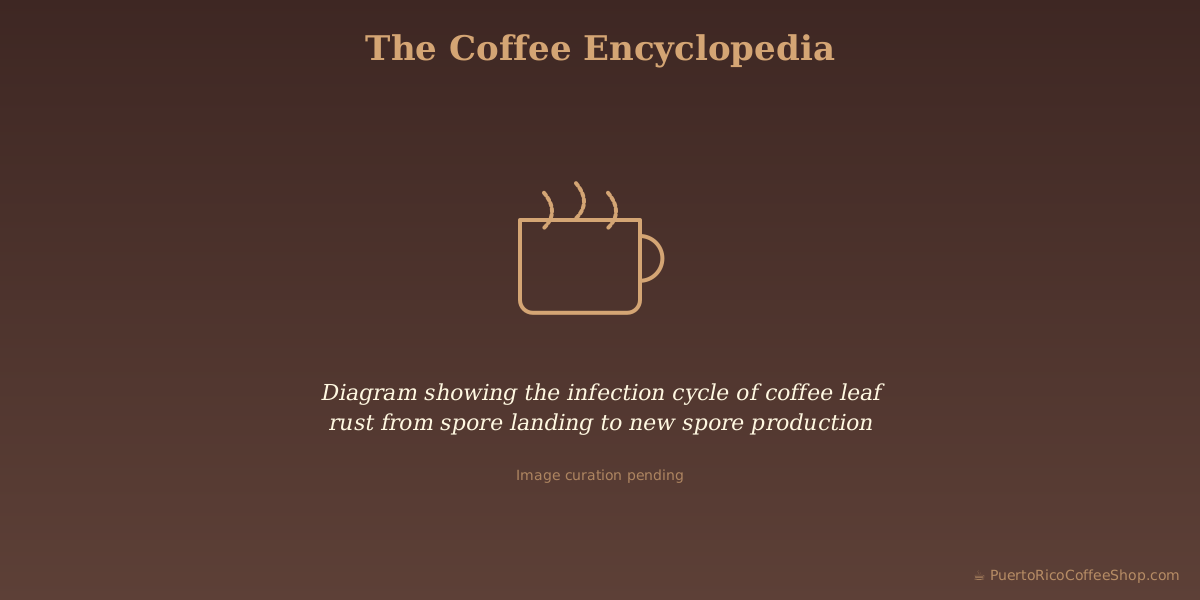 Diagram showing the infection cycle of coffee leaf rust from spore landing to new spore production