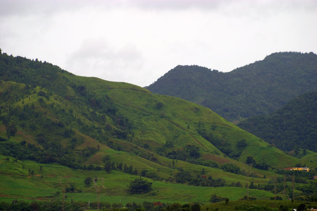 Yauco Puerto Rico mountain coffee farm shade-grown trees