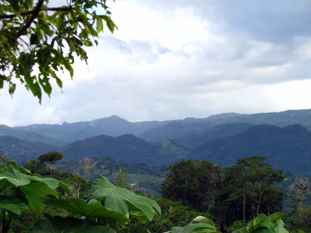 Lares Puerto Rico mountain coffee farm green hills landscape