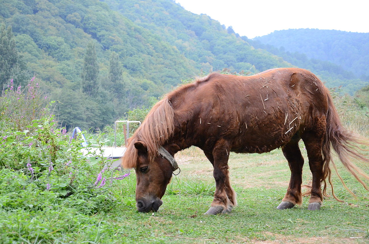 Post-Fiona farm assessment showing differential damage between well-managed and poorly-managed sections (Wikimedia: 2015-09-07. Архипо-Осиповка 026.jpg, CC BY-SA 3.0)