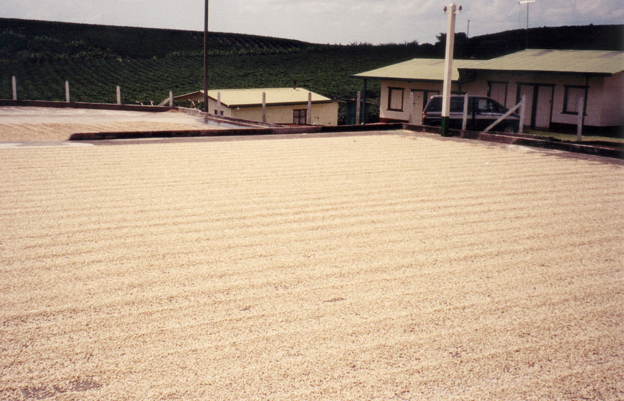 Coffee drying patios at Hacienda Caracolillo with coffee parchment spread for sun drying