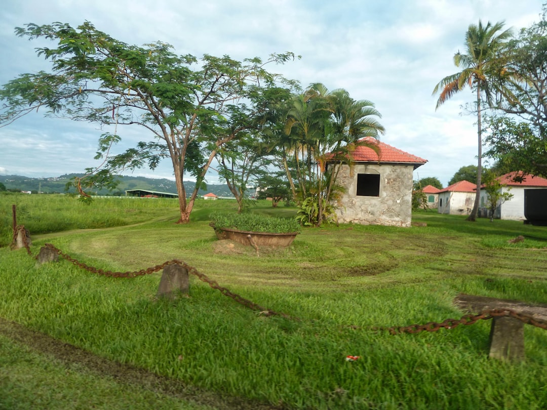 Martinique coffee plantation 18th century French colonial Caribbean