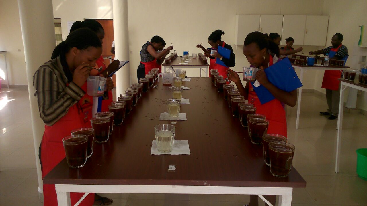 Coffee cupping session multiple tasters professional