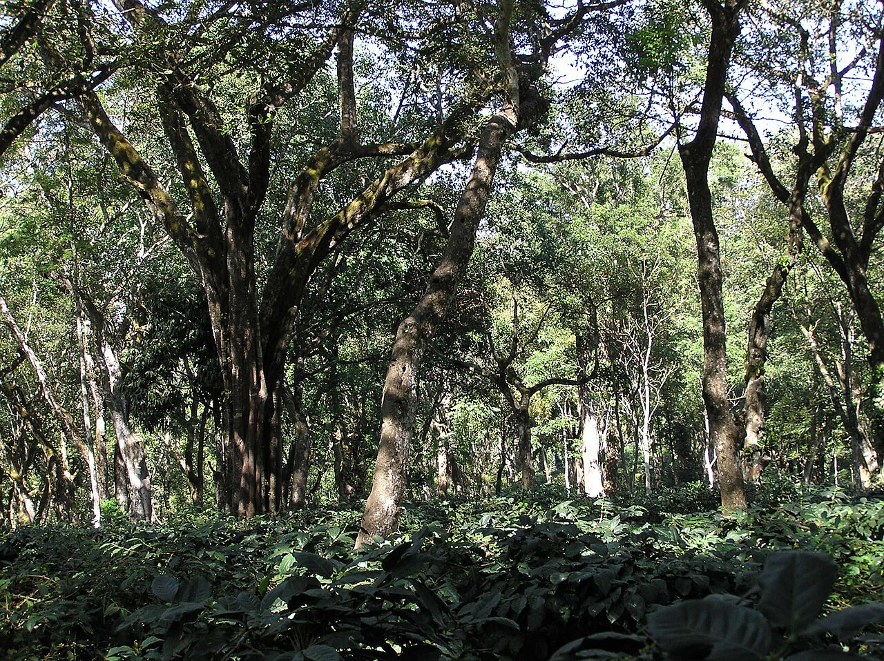 Diverse shade trees protecting a Puerto Rican coffee plantation with morning sunlight