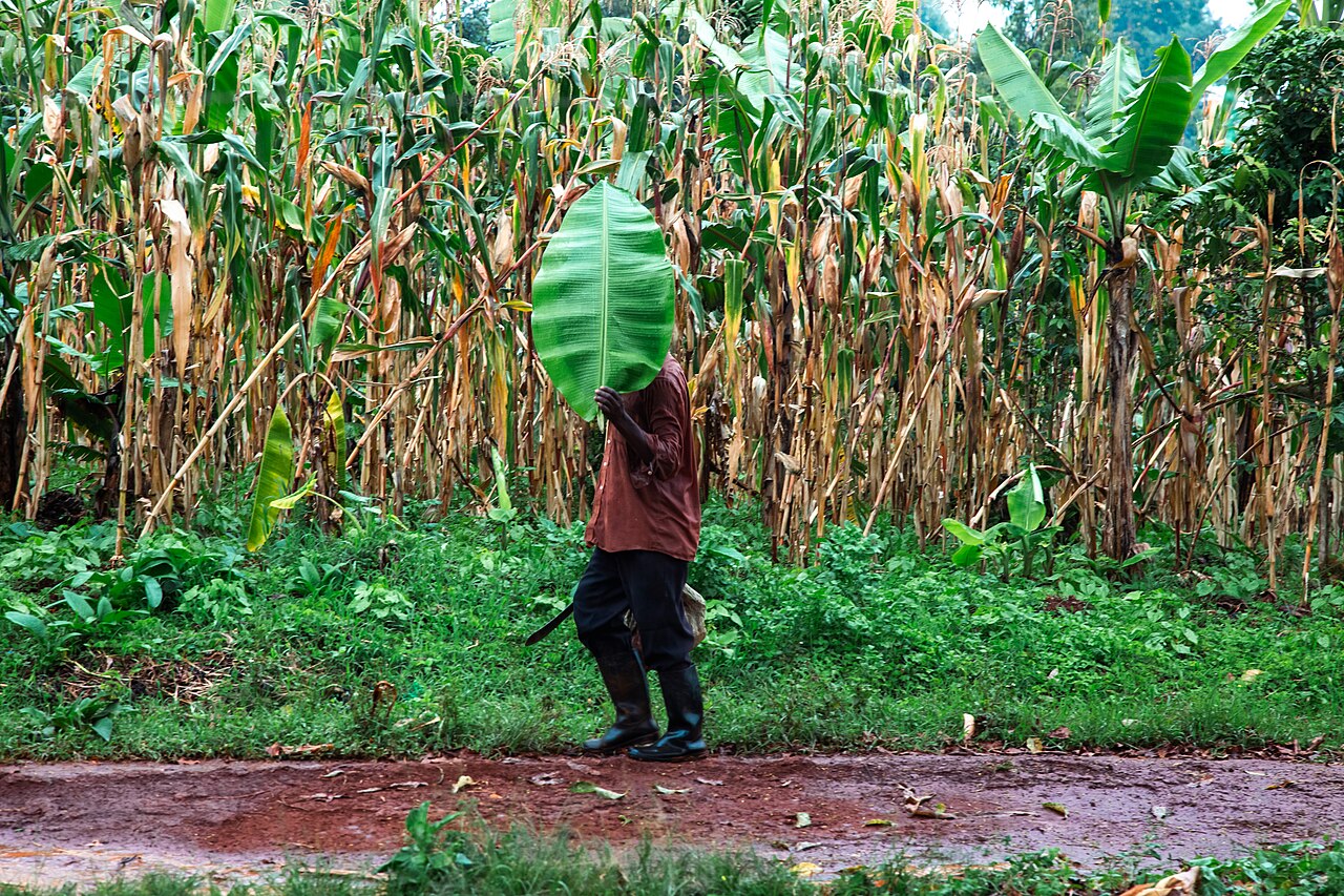 Puerto Rican coffee farmer in the field at dawn, hand holding small ceramic cup of black coffee, mountain landscape, working hat