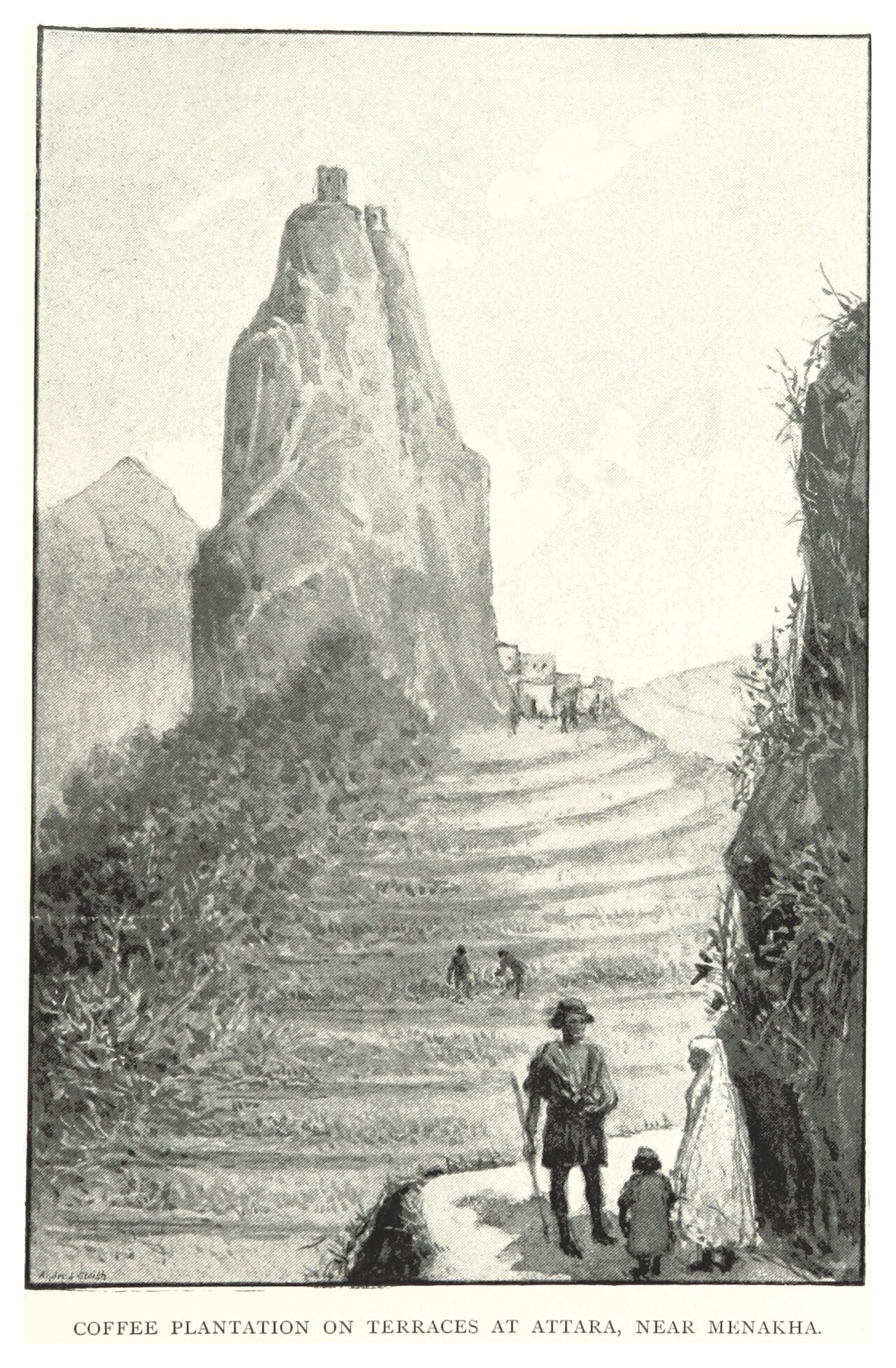 Yemeni terraced coffee farm on mountain slopes — 1200x600 hero