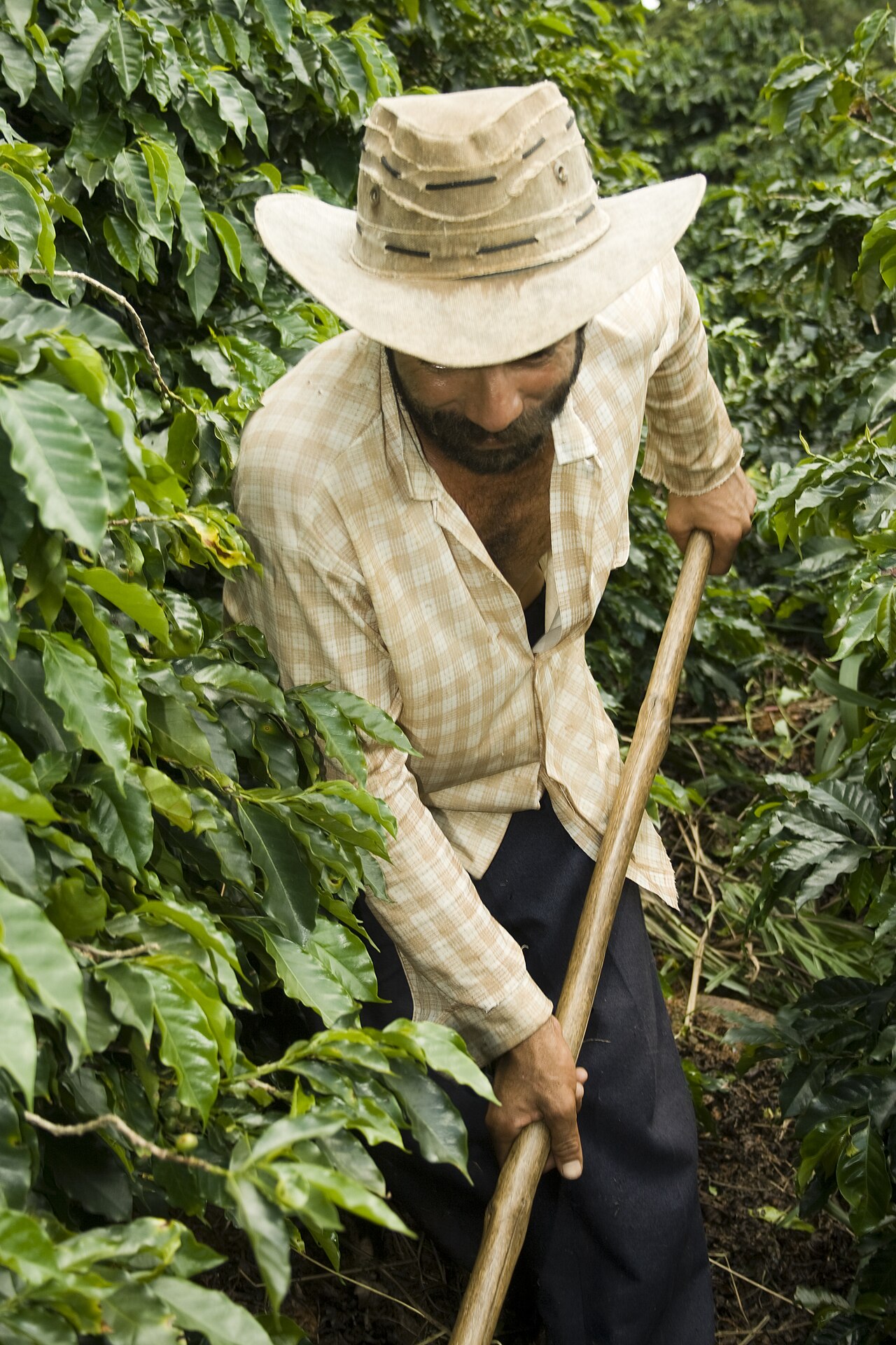 Young coffee farmer receiving certified Limani seedlings from a WCR nursery program, Puerto Rico