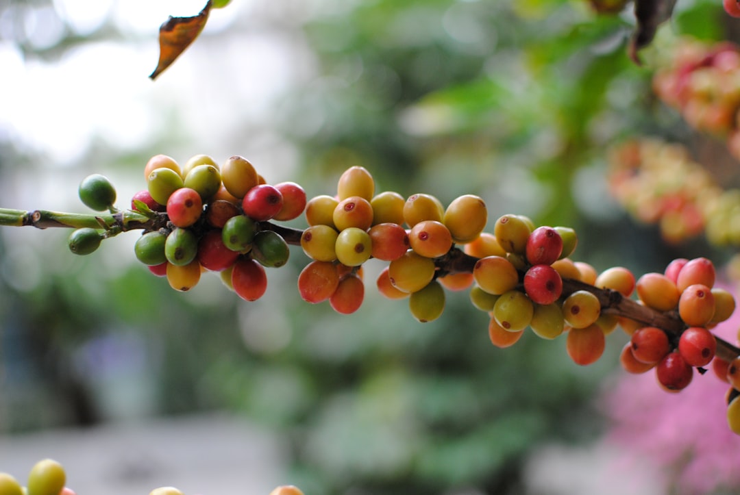 Coffee branch showing cherries at mixed ripeness stages, green yellow and red, Puerto Rico