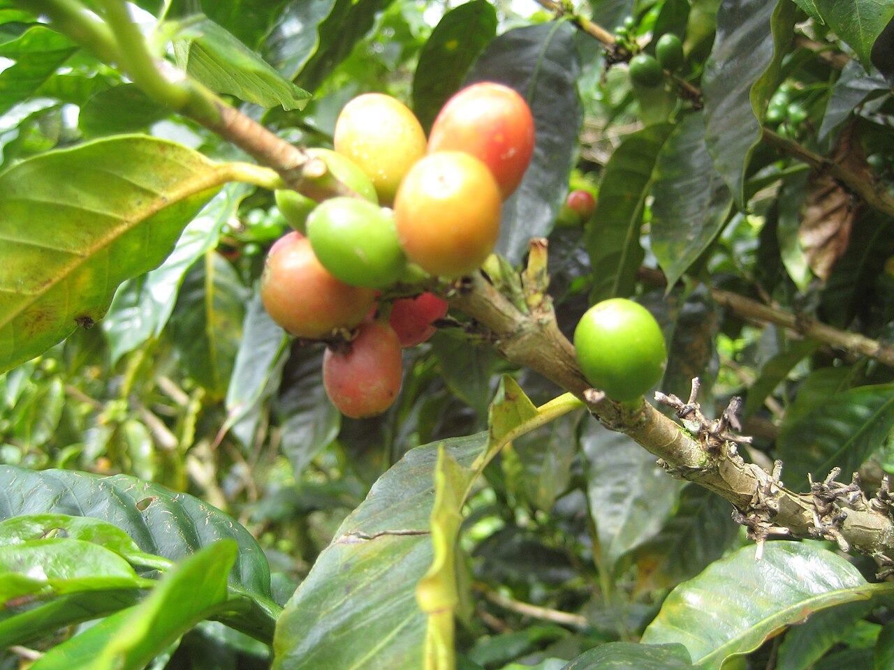 Coffee plant with ripe red cherries on branch, showing green leaves, shot in natural daylight on Puerto Rico mountain farm