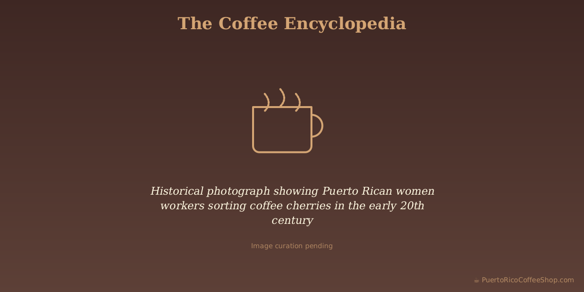 Historical photograph showing Puerto Rican women workers sorting coffee cherries in the early 20th century