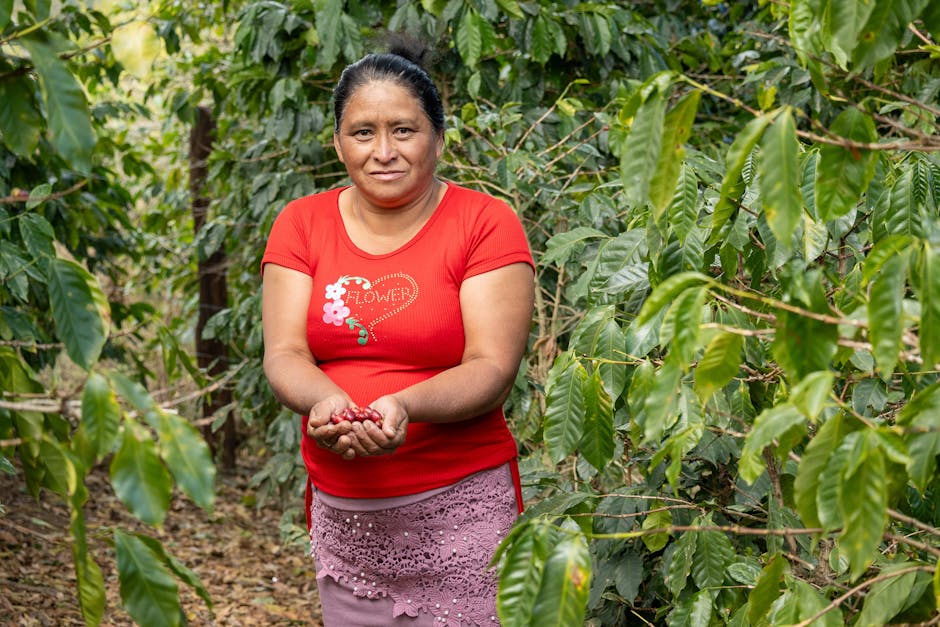 Modern Yauco coffee farmer Corsican descendant multigenerational heritage continuity