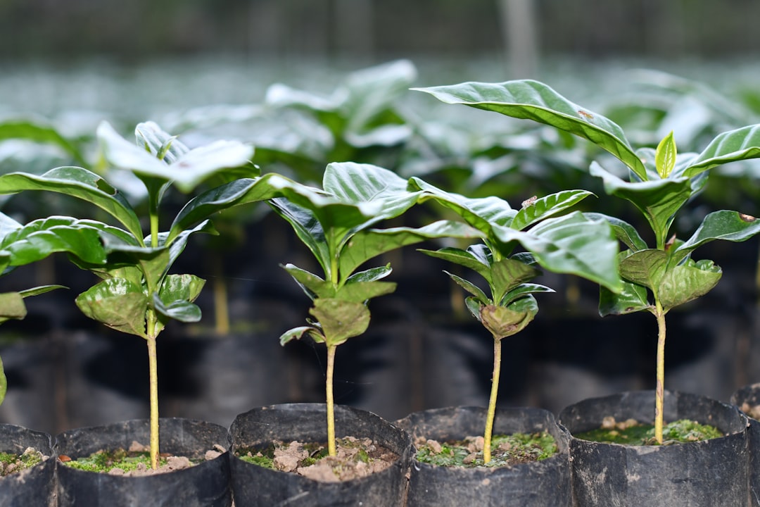young coffee plants newly planted in terraced rows, recovery from Hurricane María, shade trees casting dappled sunlight