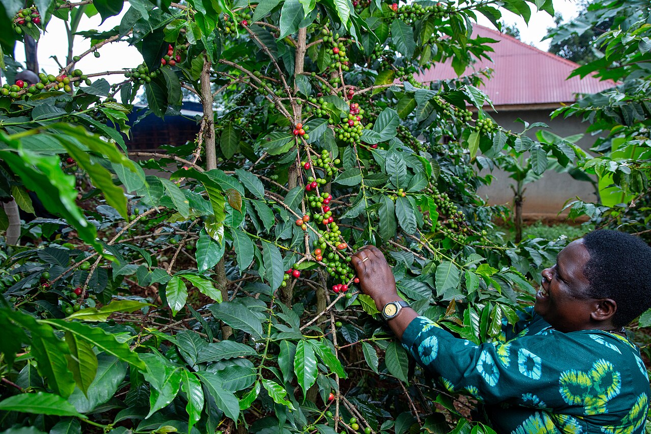 Puerto Rico woman coffee farmer harvesting cherries