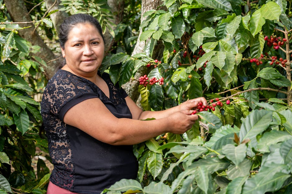 Hispanic Federation coffee seedling distribution in Puerto Rico showing post-Maria recovery program