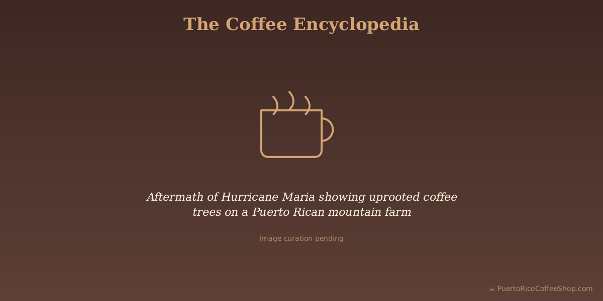 Aftermath of Hurricane Maria showing uprooted coffee trees on a Puerto Rican mountain farm