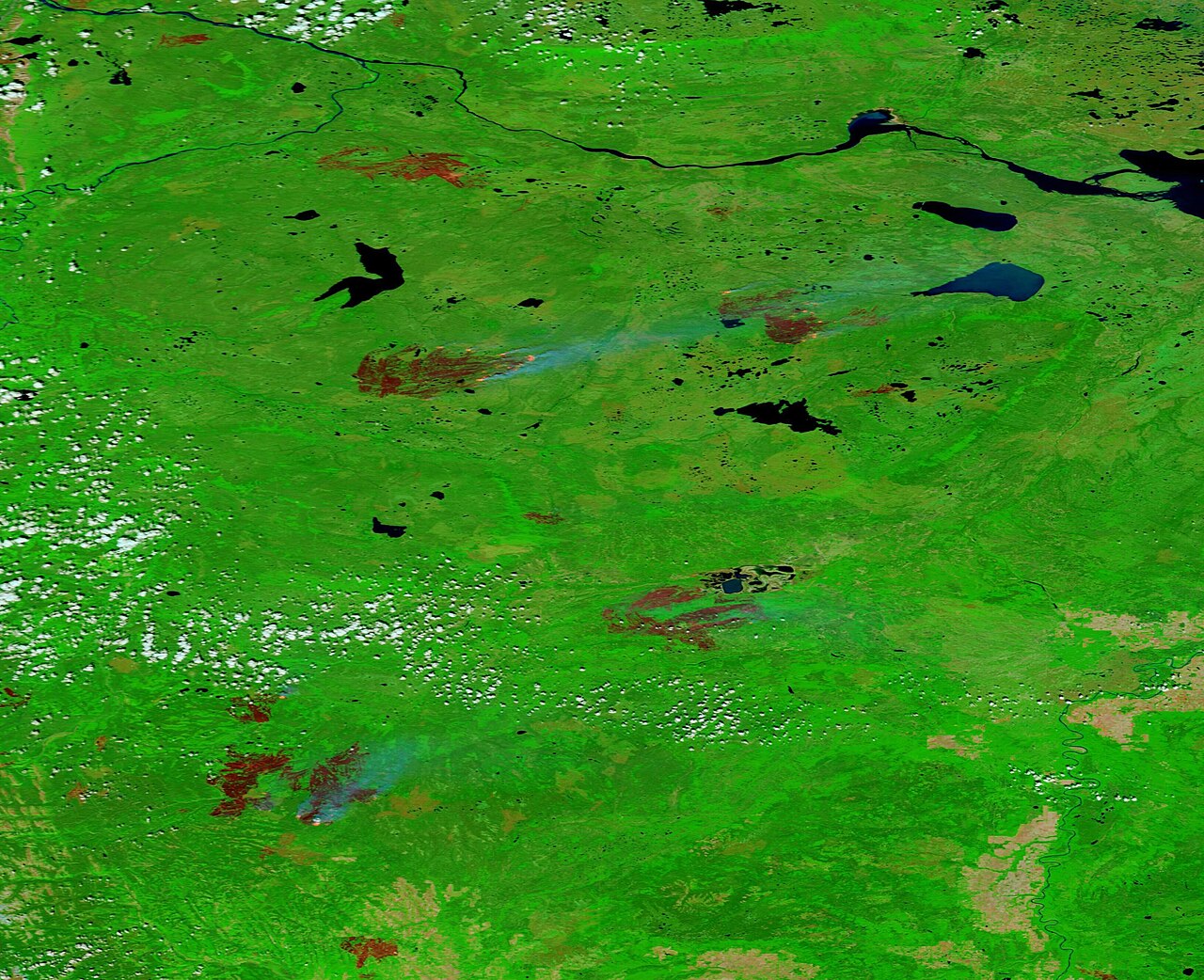 Cross-section view of healthy forest soil with leaf litter and visible root systems under shade coffee (Wikimedia: Burn Scars in Northwestern Canada (MODIS).jpg, Public domain)