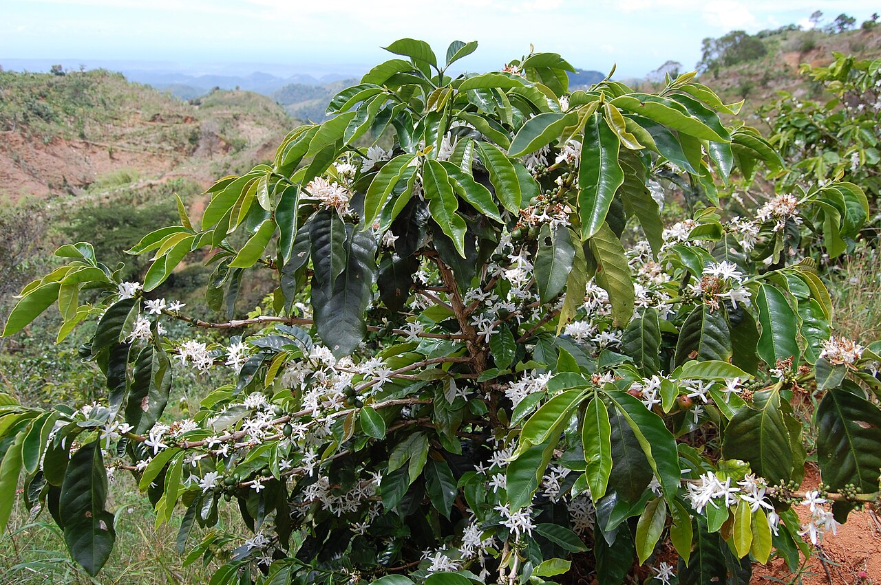 Coffee tree atop the Maricao mountains, Puerto Rico — direct genetic descendant of the 1616 Yemeni-Amsterdam-Martinique lineage. Photo by U.S. Fish and Wildlife Service.