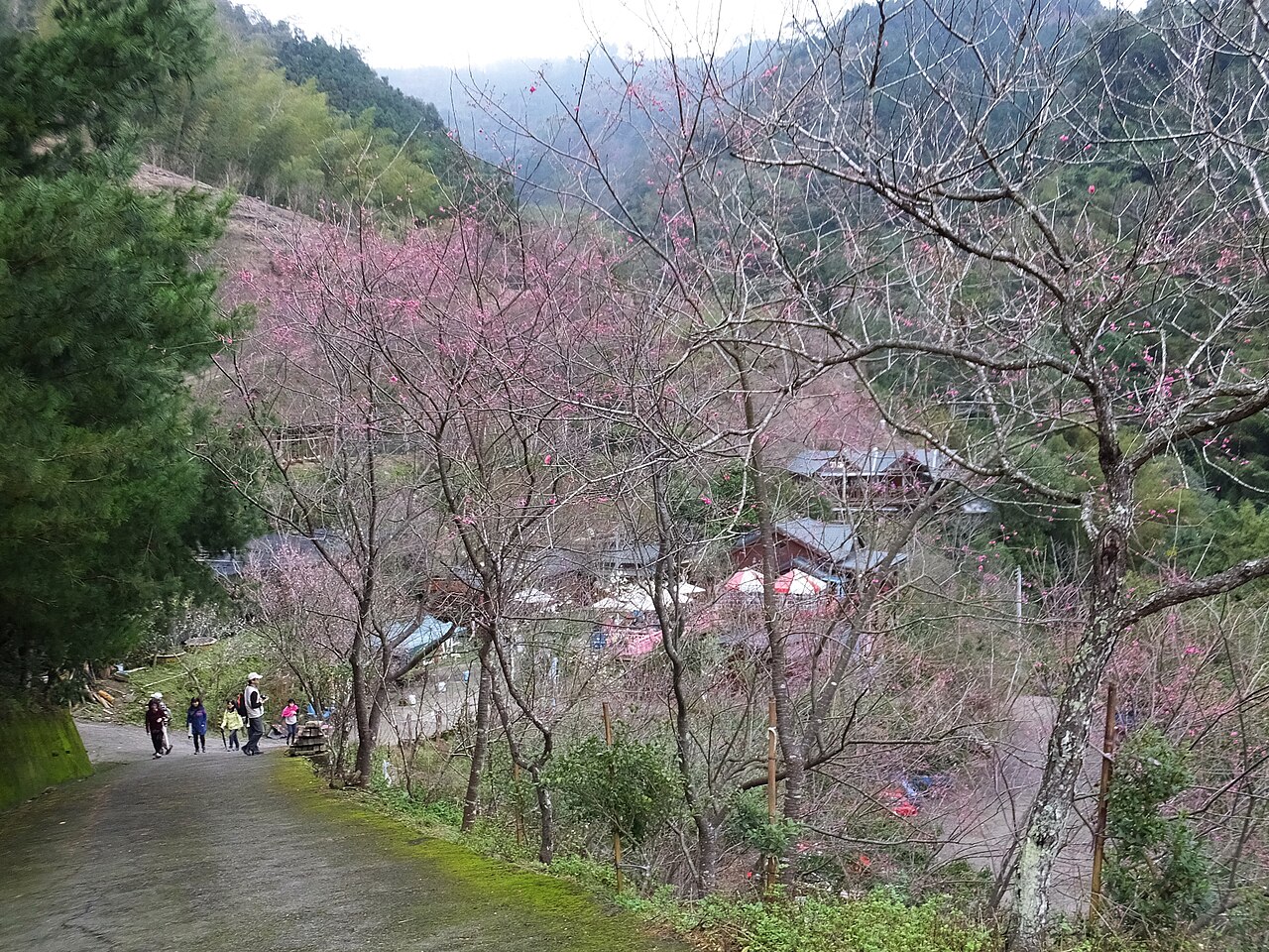 Coffee cherries on tree at Yauco Selecto founding hacienda showing specialty cultivation
