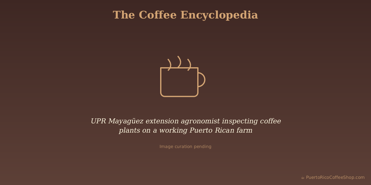 UPR Mayagüez extension agronomist inspecting coffee plants on a working Puerto Rican farm