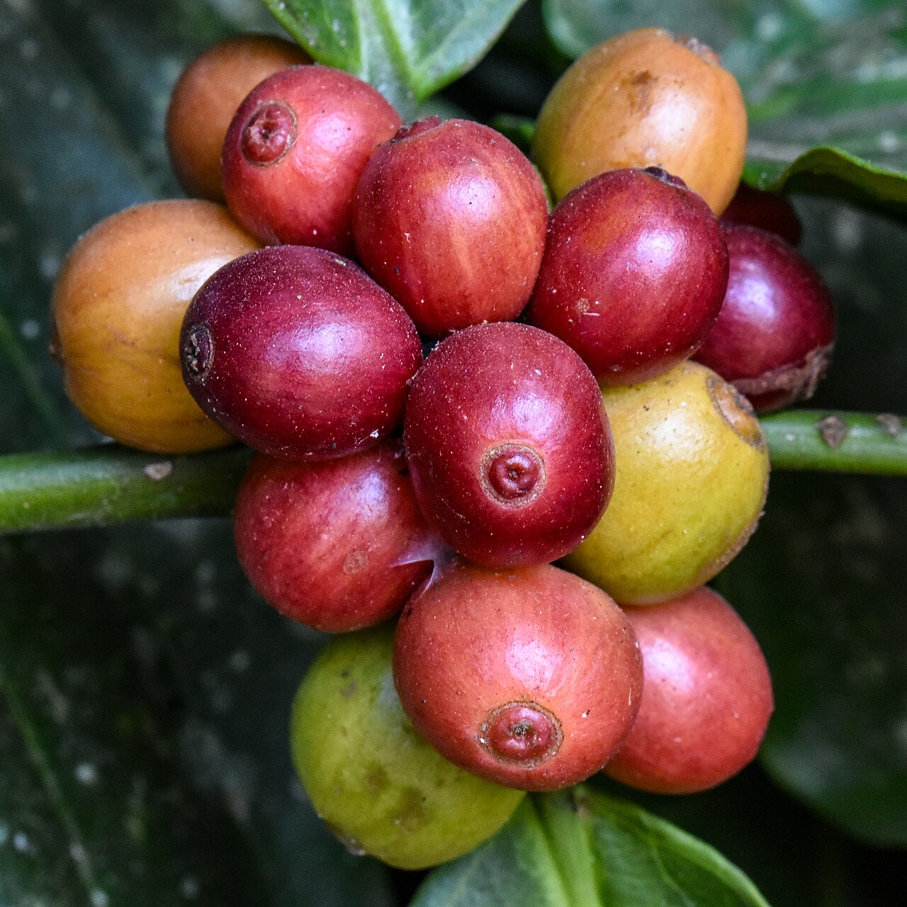 Coffea canephora robusta plant tropical lowland