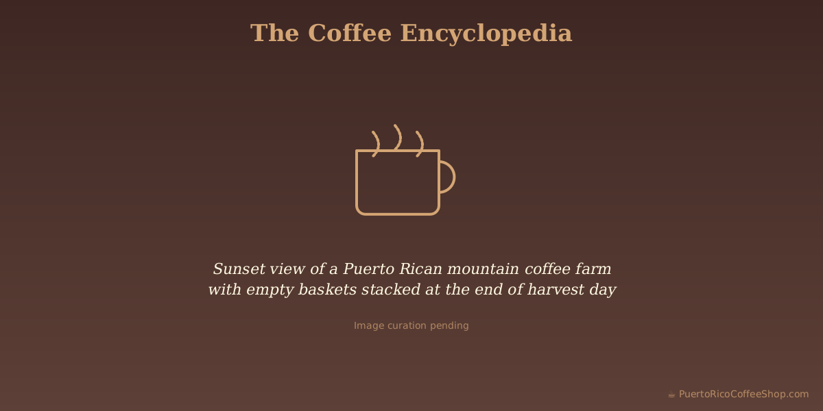 Sunset view of a Puerto Rican mountain coffee farm with empty baskets stacked at the end of harvest day